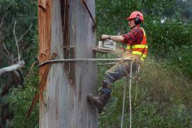 Tree Service Fort Lauderdale
